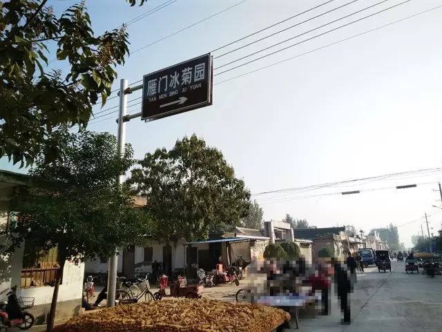 如何找到云臺冰菊？怎樣找到云臺冰菊？